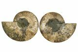 Cut & Polished,Agate-Replaced Ammonite Fossil - Madagascar #336811-1